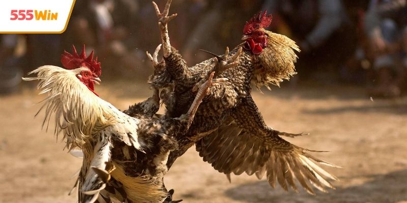 Bí kíp theo dõi trận đấu tại sới gà