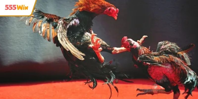 Sảnh chiến kê với nhiều ưu điểm vượt trội